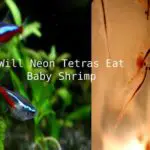 Balloon Red Eyed Tetra Profile Everything You Need To Know Tetra Fish Care