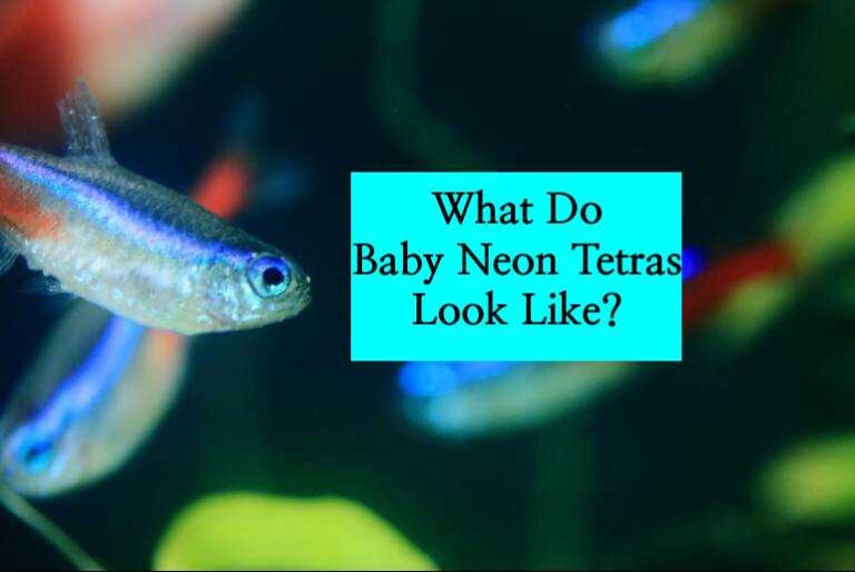 What Do Baby Neon Tetras Look Like? - Tetra Fish Care