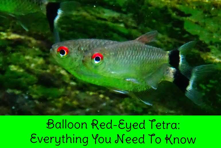 balloon red eye tetra