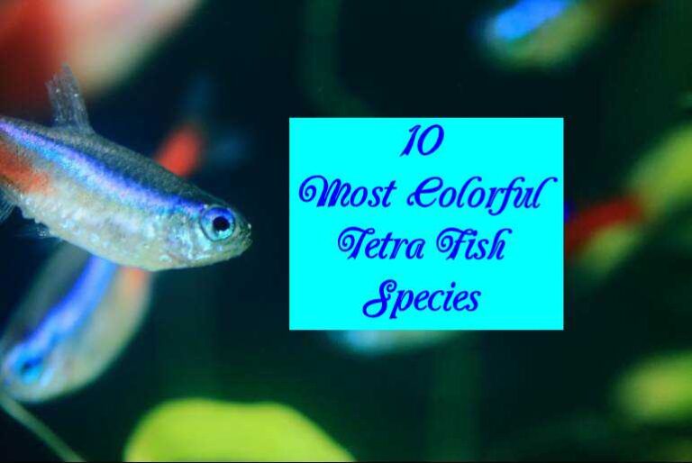 10 Most Colorful Tetra Fish Species - Tetra Fish Care