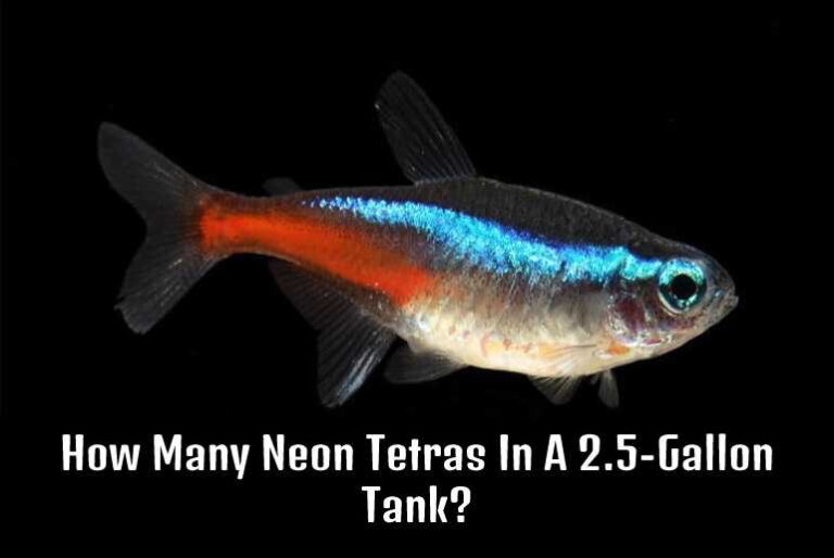 How Many Neon Tetras In A 2.5-Gallon Tank? - Tetra Fish Care