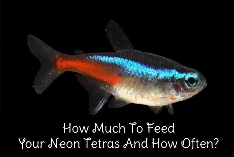 How Much To Feed Your Neon Tetras And How Often? - Tetra Fish Care