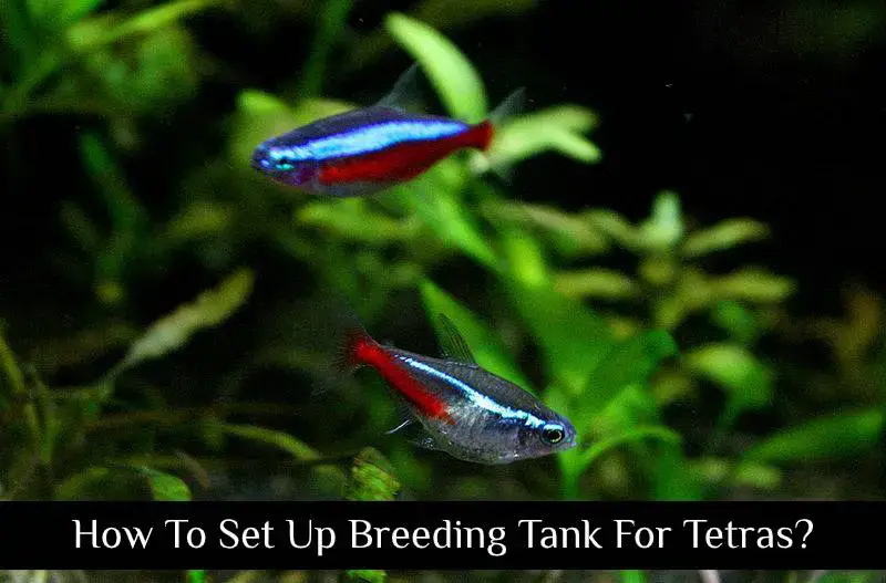 How To Set Up Breeding Tank For Tetras Tetra Fish Care