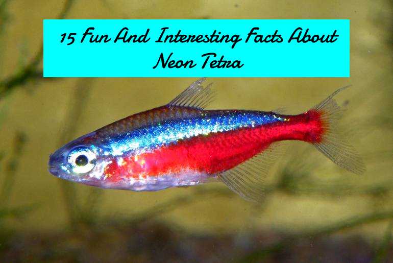 fun and interesting facts about neon tetras