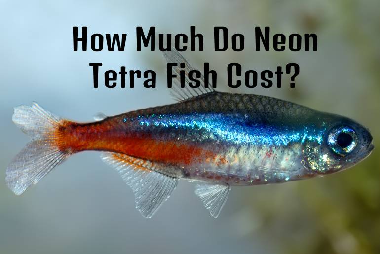 Neon Tetra Fish Cost