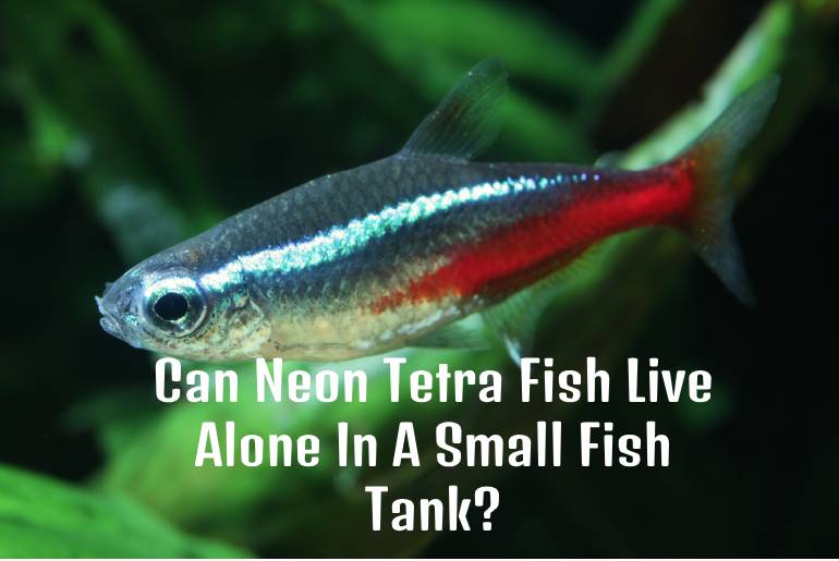 Neon Tetra Fish Live Alone