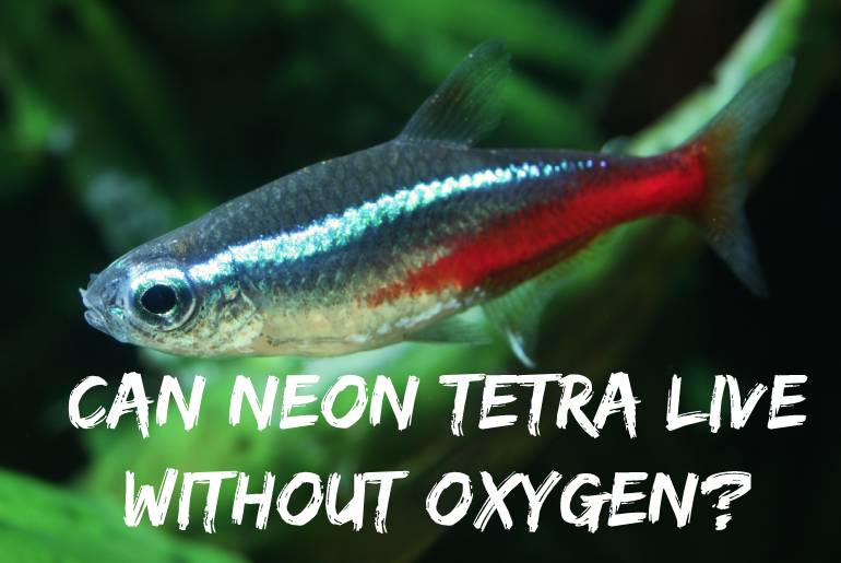 Neon Tetra live Without Oxygen