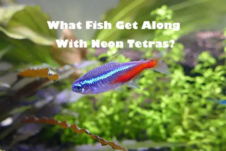 16 Best Neon Tetra Tankmates To Choose From - Tetra Fish Care