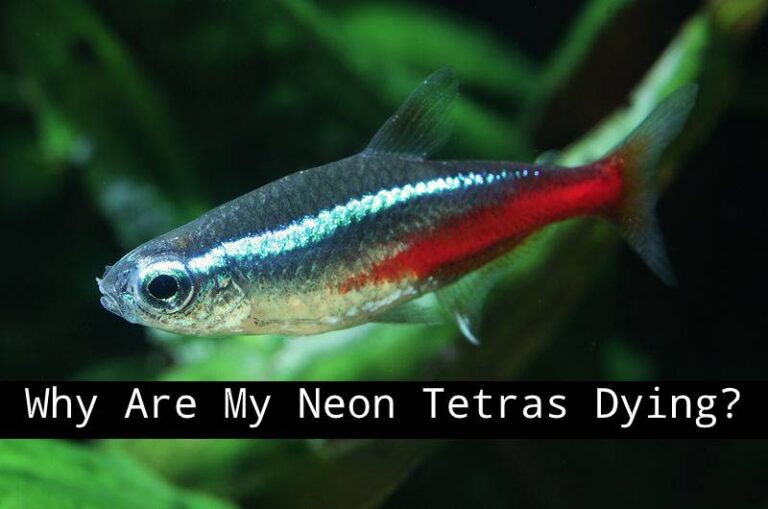 Why Are My Neon Tetras Dying Symptoms And Prevention Tetra Fish Care