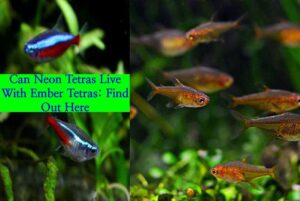 Can Neon Tetras And Ember Tetras Live Together? - Tetra Fish Care