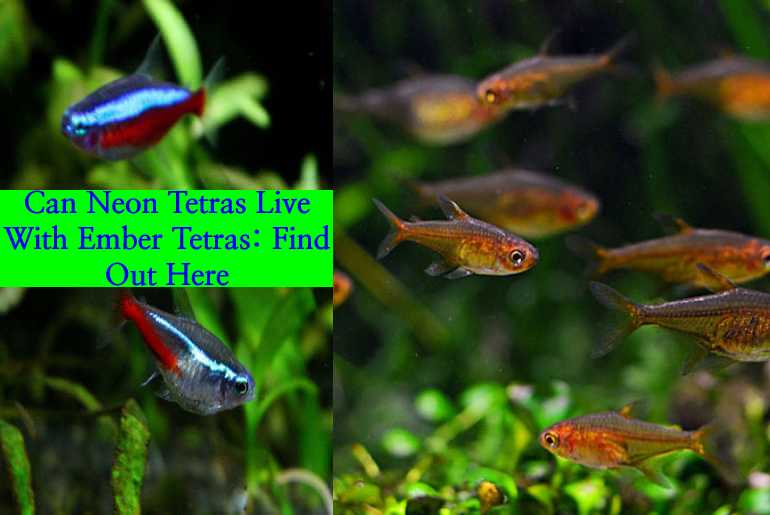 can neon tetra live with ember tetra?