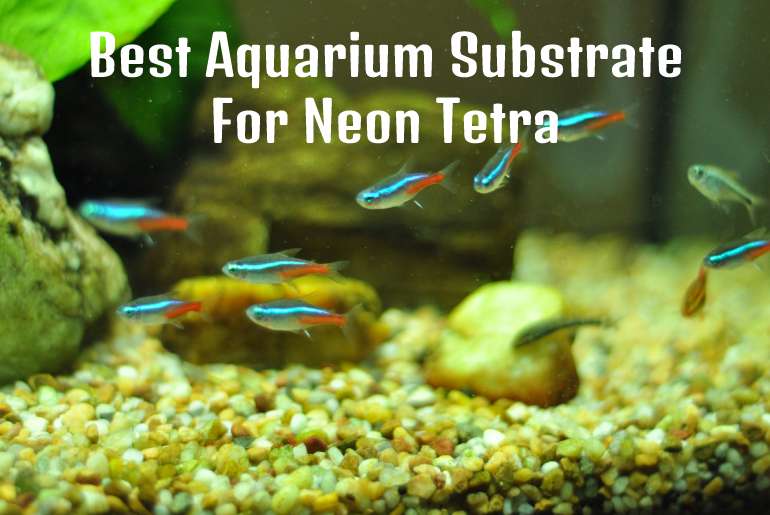 Aquarium Substrate For Neon Tetra