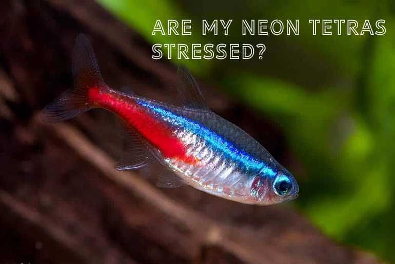 are my neon tetras stressed