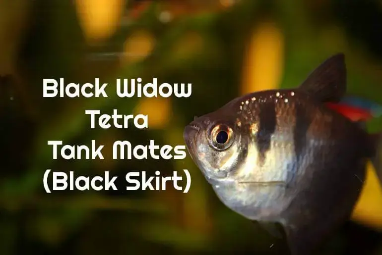 Black Widow tetra (black skirt tetra) Tankmates