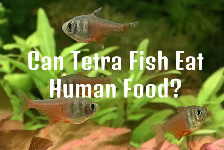 Can Tetra Fish Eat Human Food?
