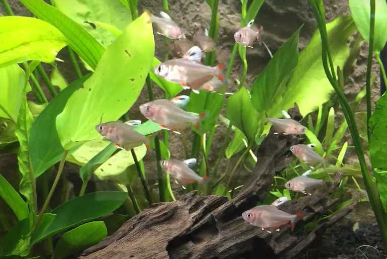 Red Color Tetra