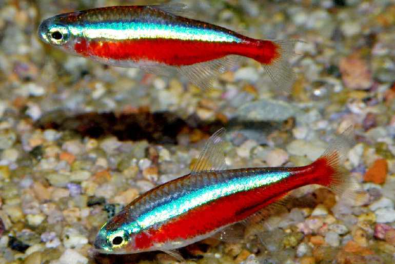 red minor tetra