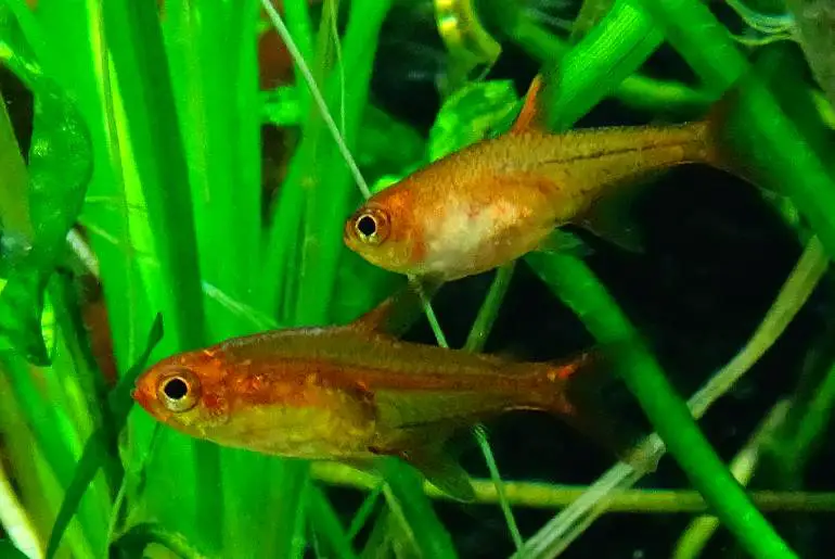 Red Color Tetra