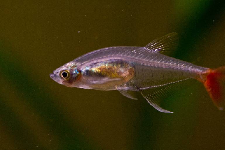 Bloodfin Tetra