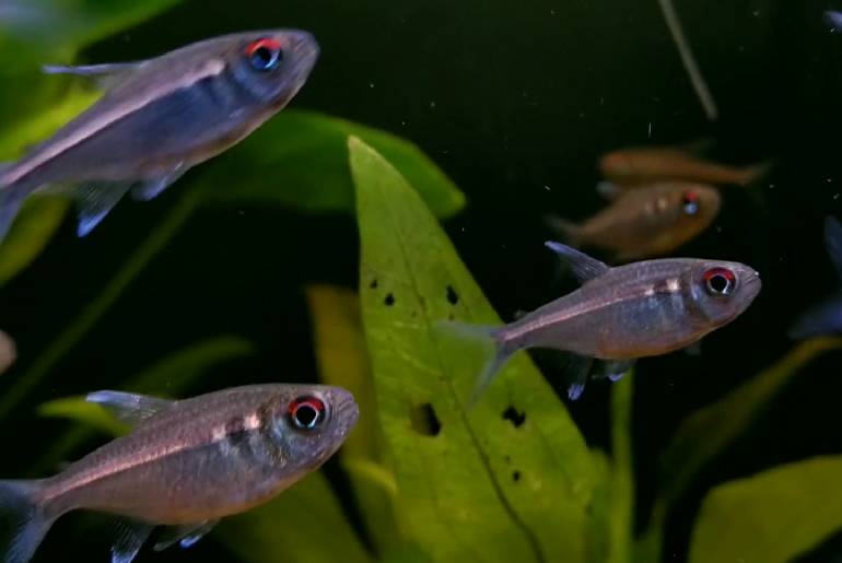 red minor tetra