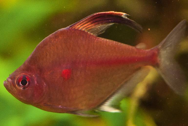 Bleeding Heart Tetra