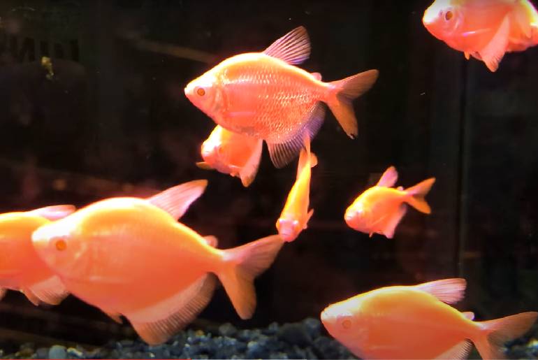 Red Color Tetra