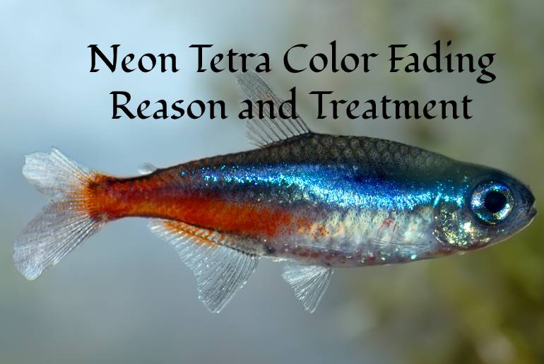 Neon Tetra Color Fading Reason and Treatment