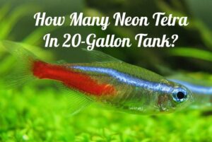 How Many Neon Tetra In 20-Gallon Tank? - Tetra Fish Care