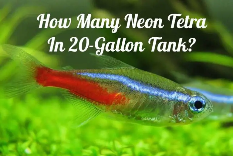 How Much Do Neon Tetra Cost? - Tetra Fish Care