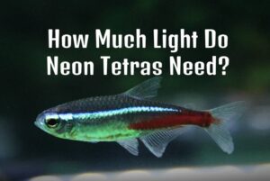 How Much Light Do Neon Tetras Need? - Tetra Fish Care