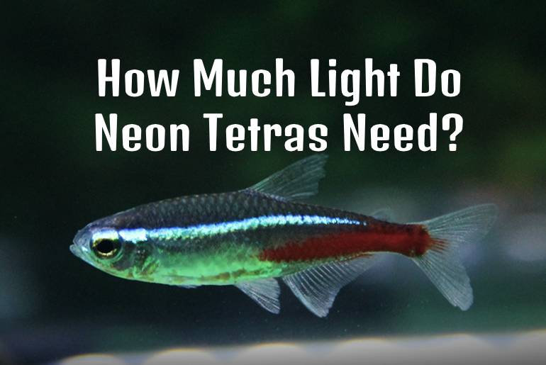 Neon tetras need light