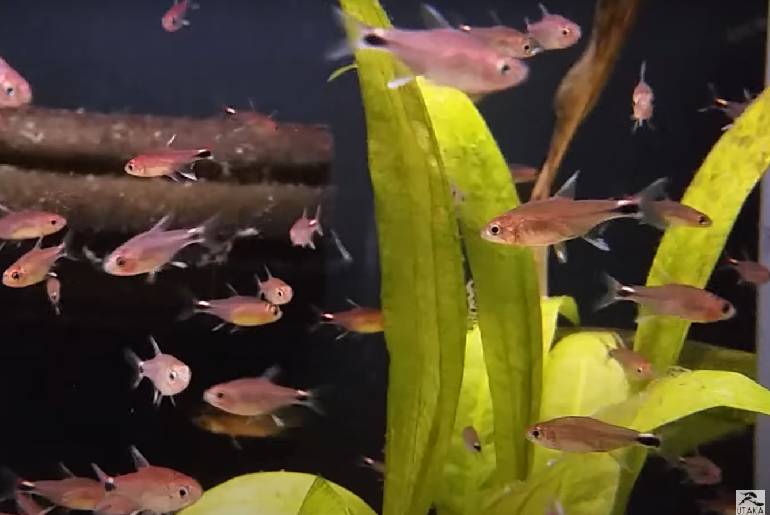 Red Color Tetra