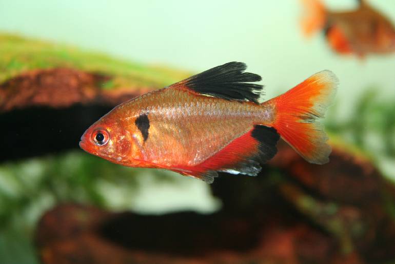 Red Color Tetra