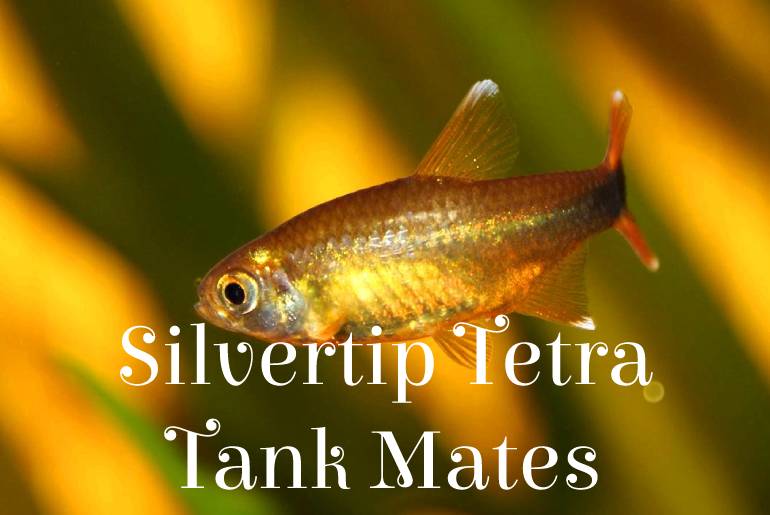 Silvertip Tetra Tank Mates
