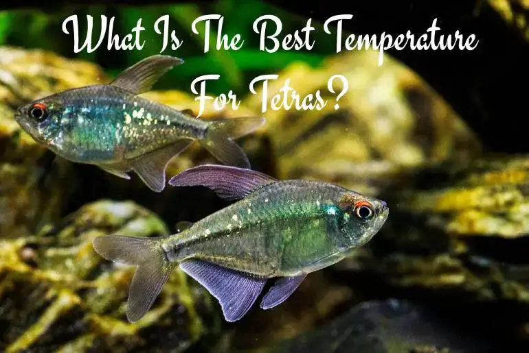 temperature for tetras