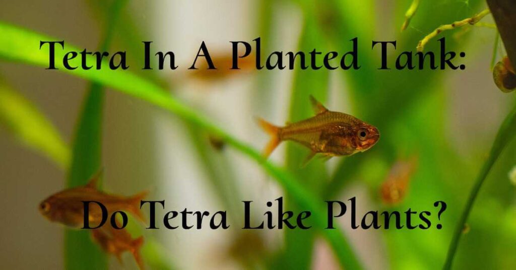 Tetra-In-A-Planted-Tank