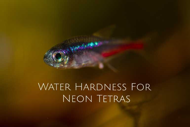 water hardness for neon tetras