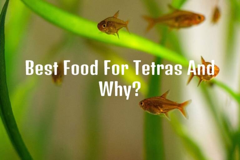 Best Food for Tetras: A Comprehensive Guide to Nourishing Your Colorful Companions