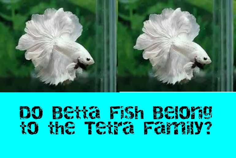 Do Betta Fish Belong to the Tetra Family?