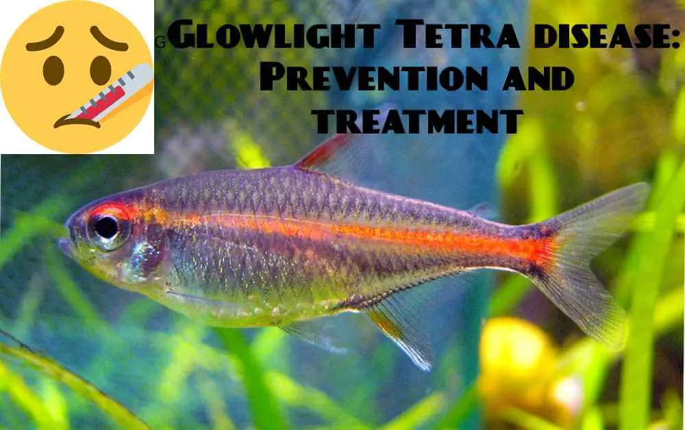 glowlight tetra diseases