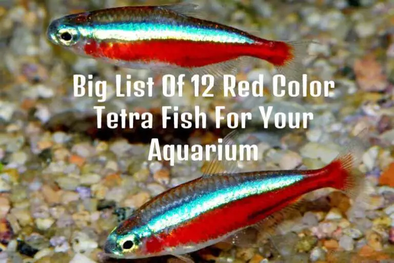 Big List Of 12 Red Color Tetra Fish For Your Aquarium - Tetra Fish Care