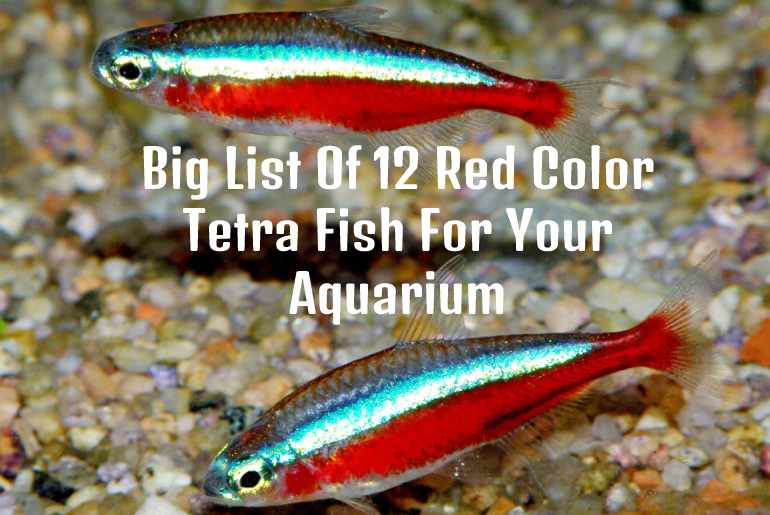 red color tetra