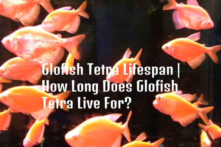 How Long Do GloFish Tetras Live