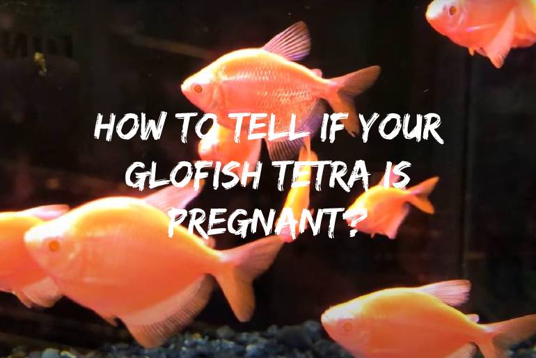 Glofish tetra is pregnant
