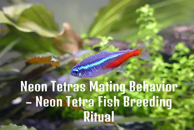 Neon Tetras Mating