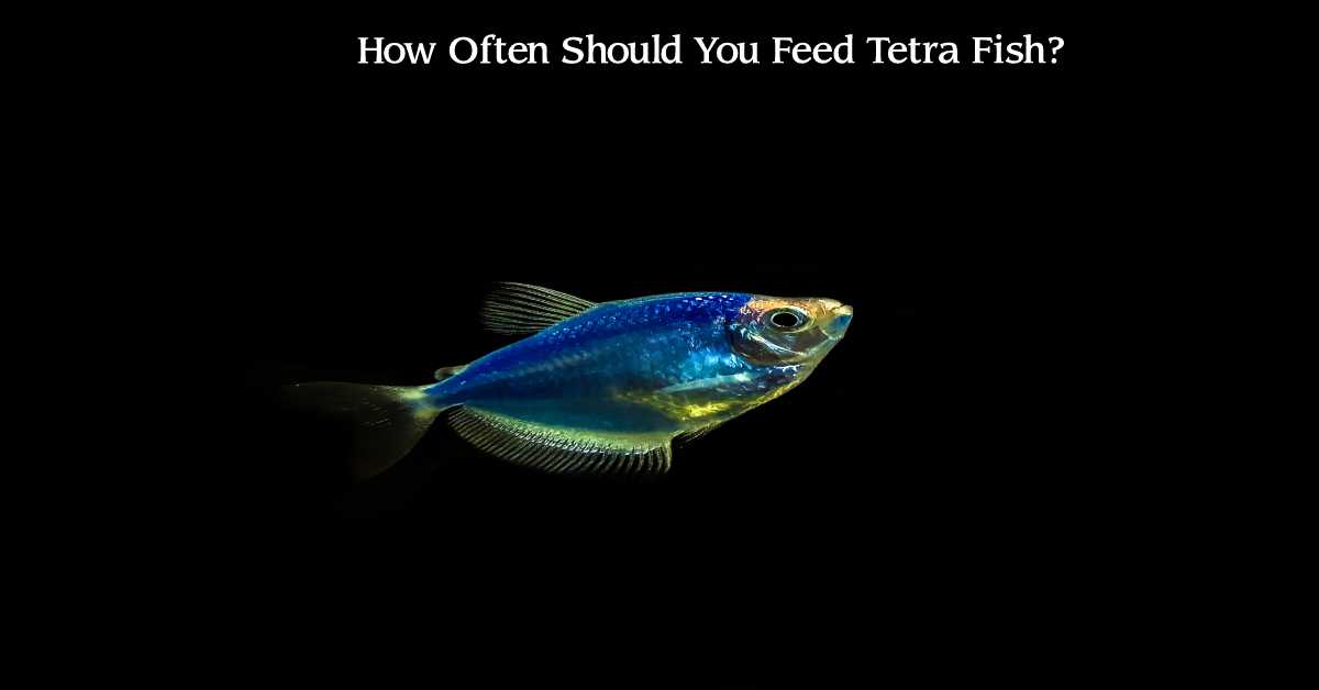 how often to feed tetra fish