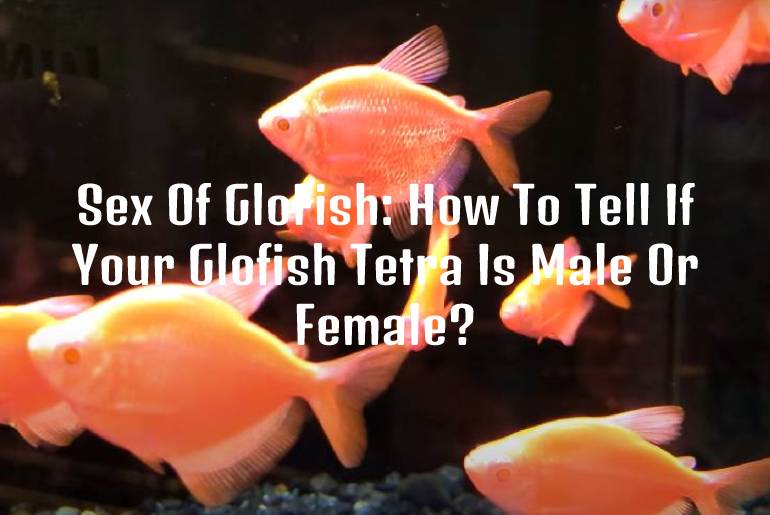 gender of GloFish