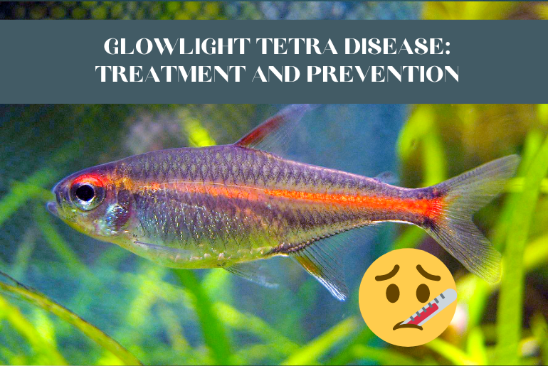 glowlight tetra diseases