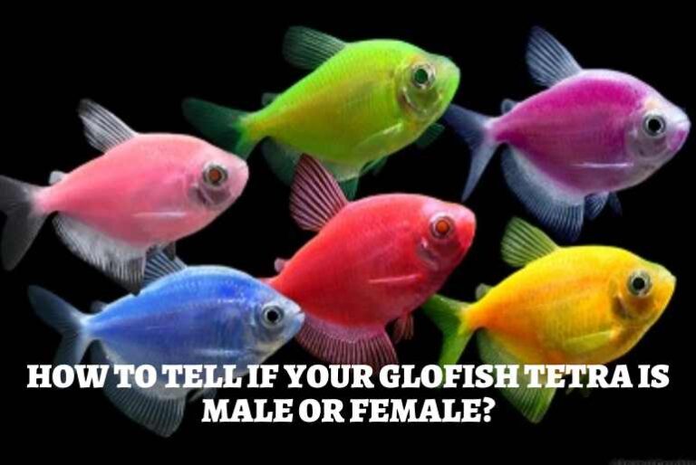 How To Tell If Your Glofish Tetra Is Male Or Female? Tetra Fish Care