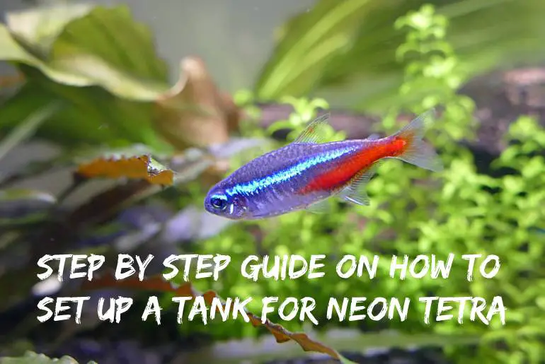 set up a tank for Neon Tetra